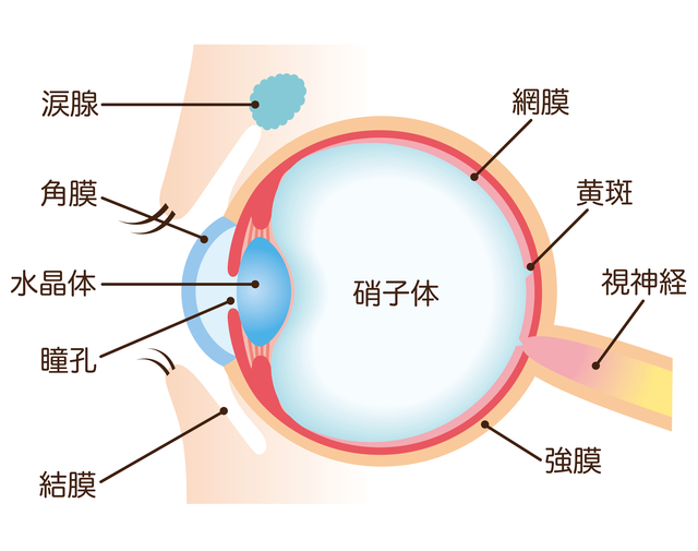 網膜の病気｜眼内の構造