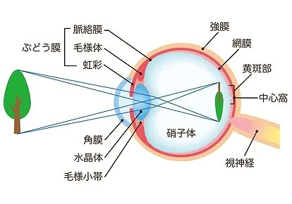 網膜の病気（網膜硝子体疾患）