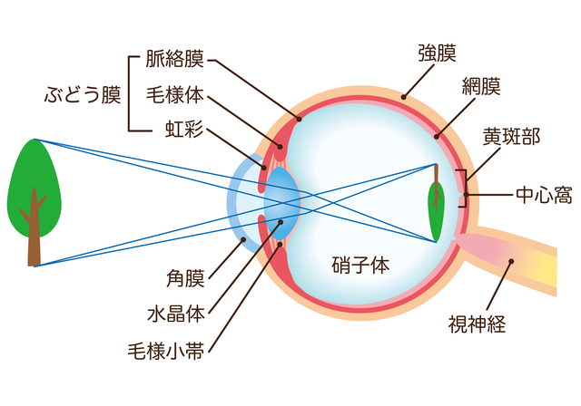 屈折異常とは